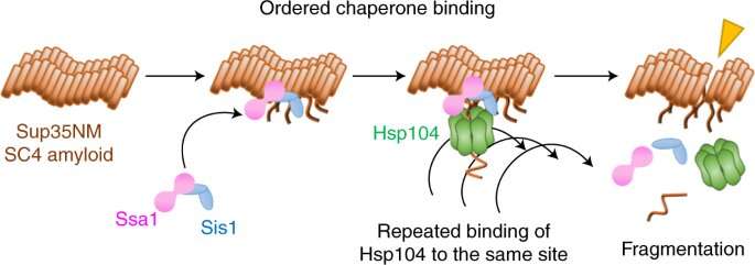 Three chaperones coordinate the breakup of amyloid fibrils in yeast