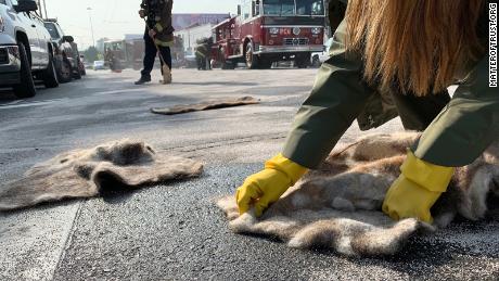 Human hair has been used to clean up minor oil spills, like this one caused by a road accident, and is also helpful for major spills.