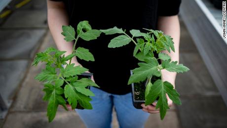 The tomato plant on the left is gene edited. 