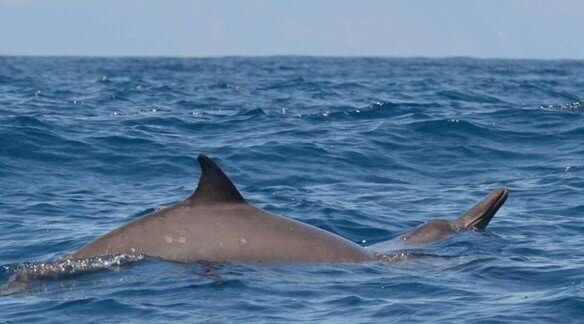 Unusually fast beaked whale has special deep-sea hunting strategy