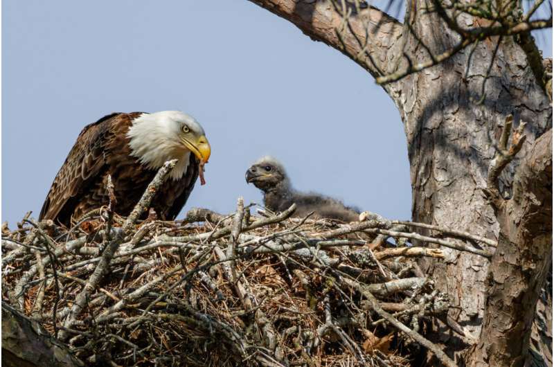 Poll the audience: Using data from citizen science to keep wild birds in flight