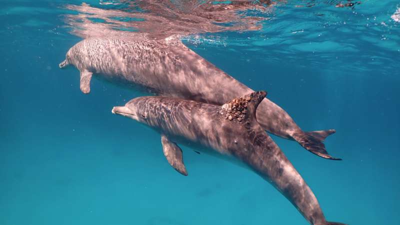 Watch dolphins line up to self-medicate skin ailments at coral “clinics”