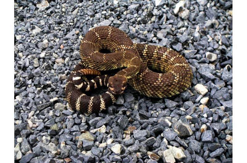 rattlesnake