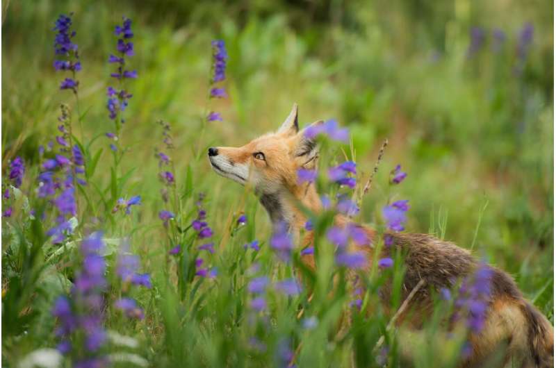 fox and chicken