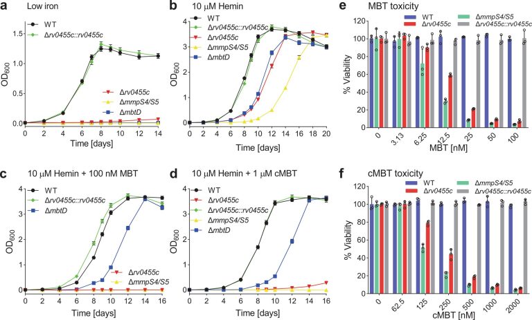 A gene in tuberculosis bacteria is found essential for siderophore secretion and virulence