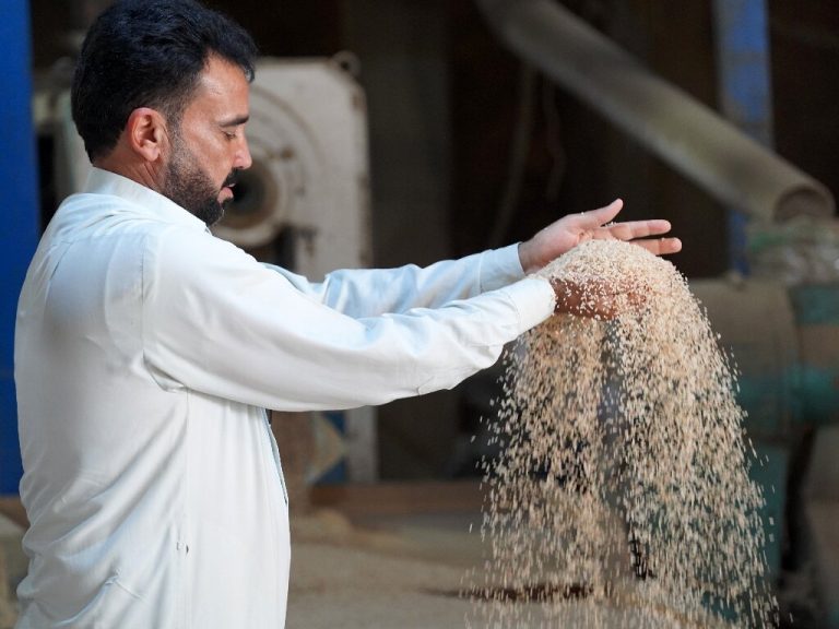 Iraq’s prized rice crop threatened by drought