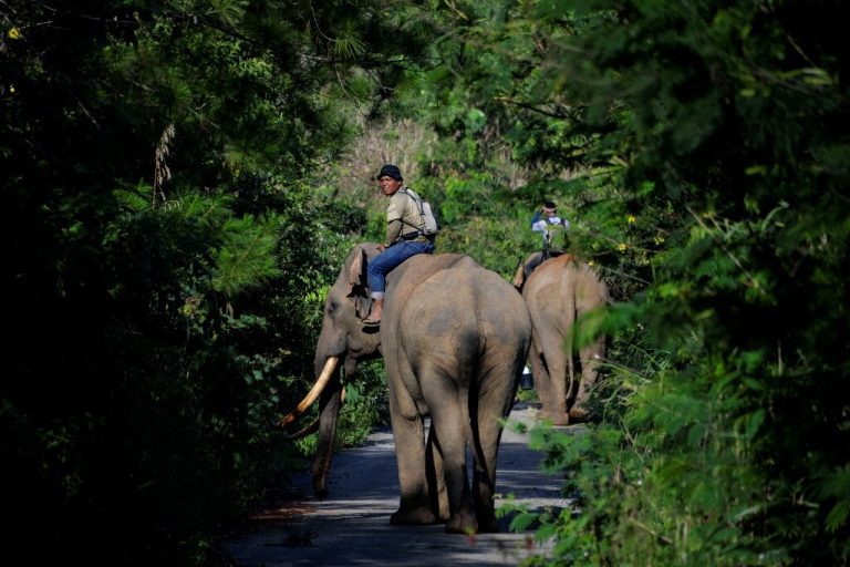 Critically endangered elephant, unborn baby suspected poisoned in Indonesia