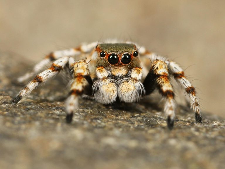 An exploration of global patterns of trade in arachnids reveals 1,264 species from 66 families