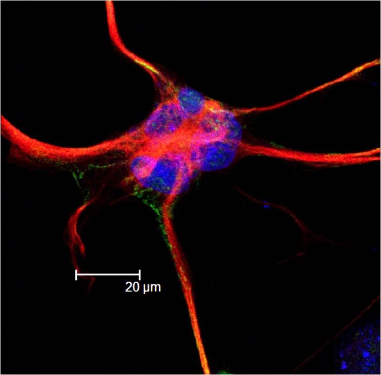 Astroglial channel protein expression stimulates breathing in oxygen-deprived mice