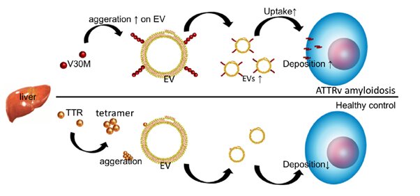 Biomolecular insights into protein-insolubility-related disease