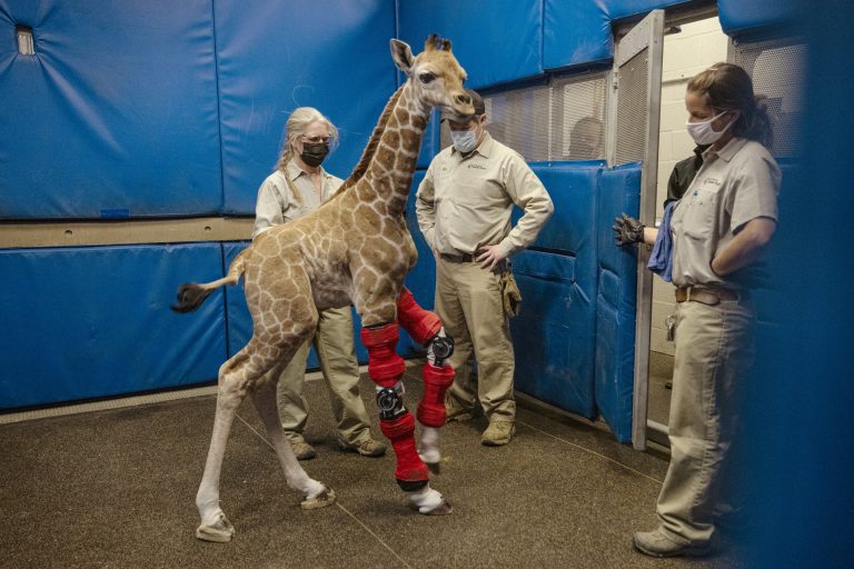 Bracing for her future: Human medicine rescues giraffe