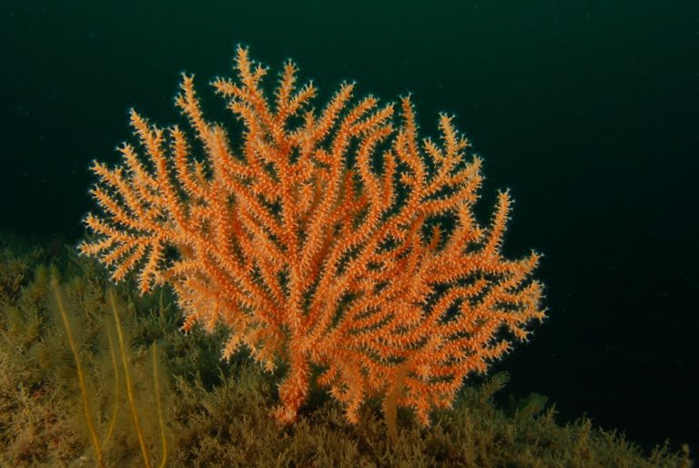 British coral predicted to be resilient to climate change