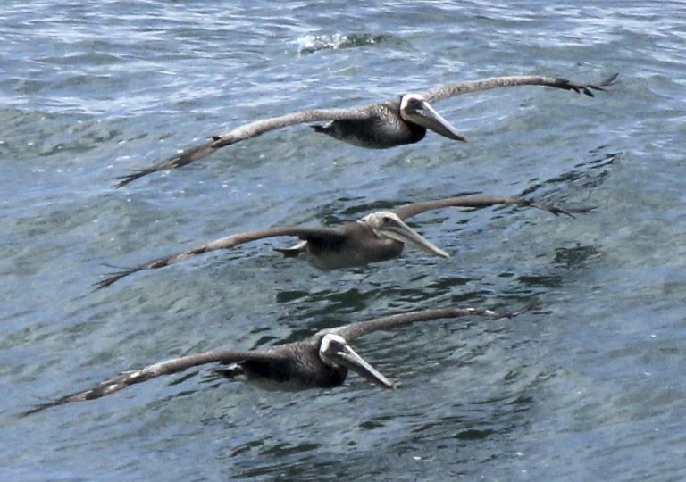 California investigating sick and dying brown pelicans