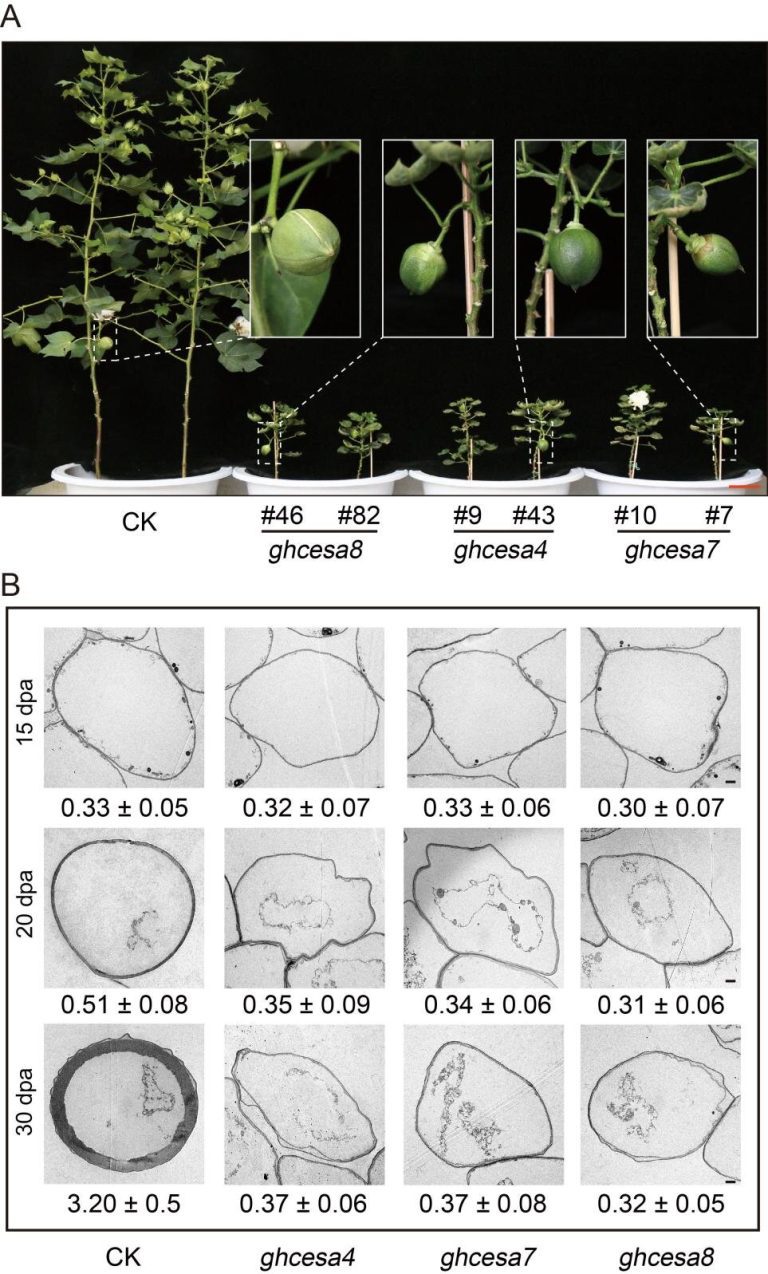 Characterization of cellulose synthase supercomplex in cotton fiber