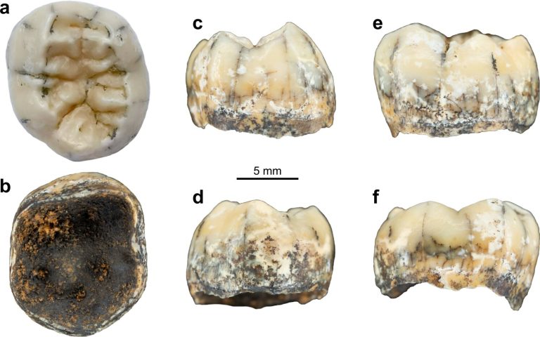 Child’s tooth could offer clues to ancient human relative