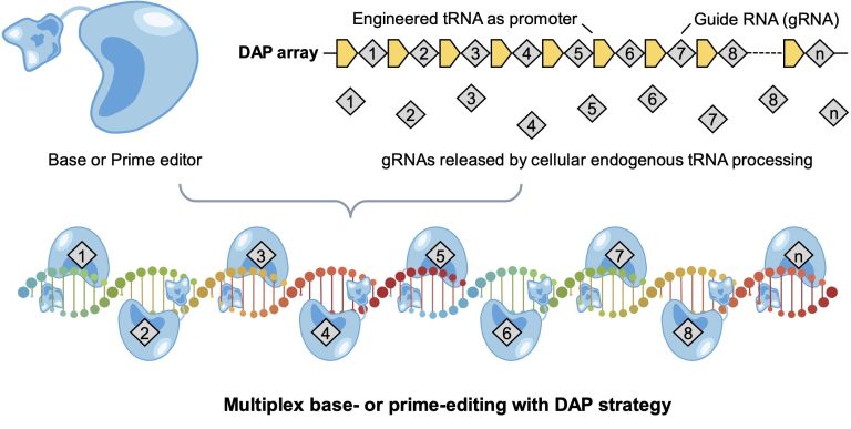 ‘Drive-and-process’ gene editing array casts a wide net to fix mutations