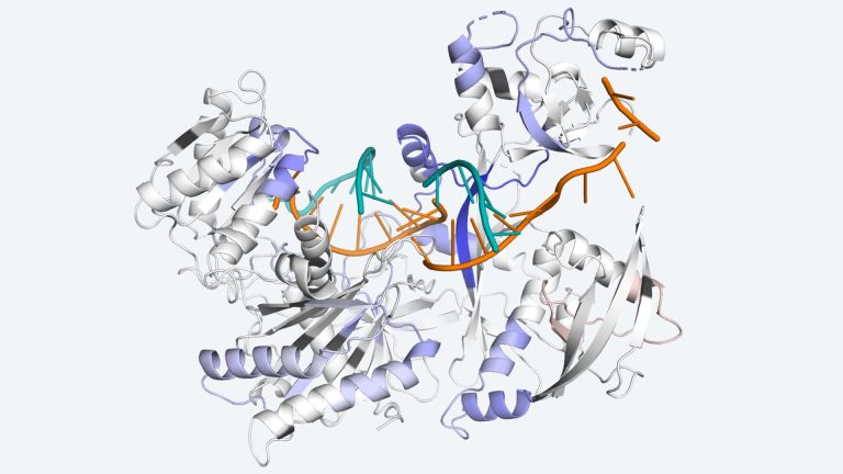 Decoding how a protein on the move keeps cells healthy