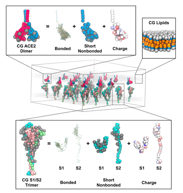 Supercomputer simulations reveal the details of coronavirus fusion