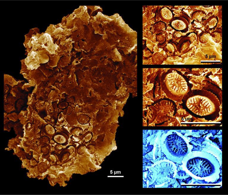 Discovery of ‘ghost’ fossils reveals plankton resilience to past global warming events