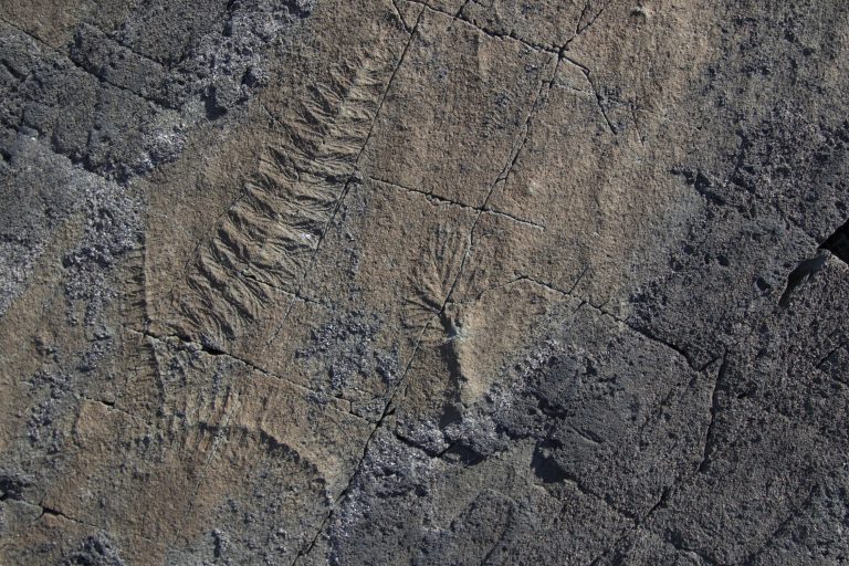 First animals developed complex ecosystems before the Cambrian explosion