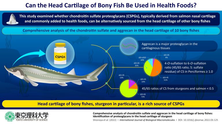 Fishing for a new source of proteoglycans, an important health food ingredient