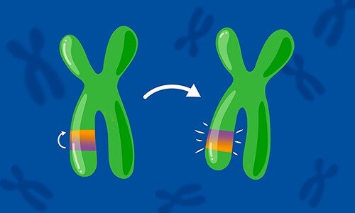 Inversions in the genome more common than previously thought