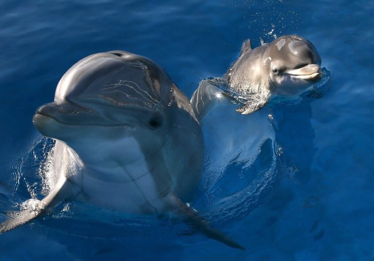 Dolphins use taste of urine to recognize friends