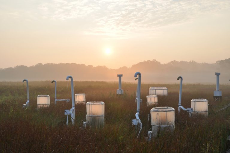 For wetland plants, sea-level rise stamps out benefits of higher carbon dioxide