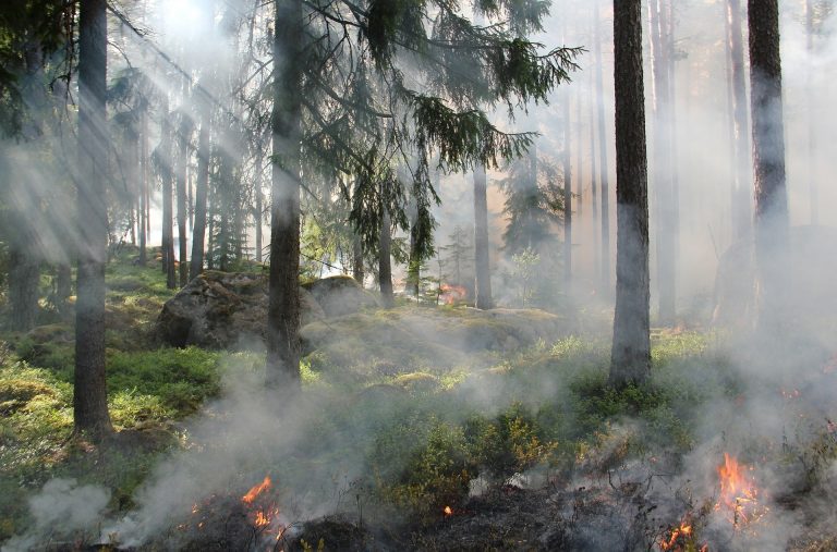 Controlled burns remain essential as US wildfires intensify