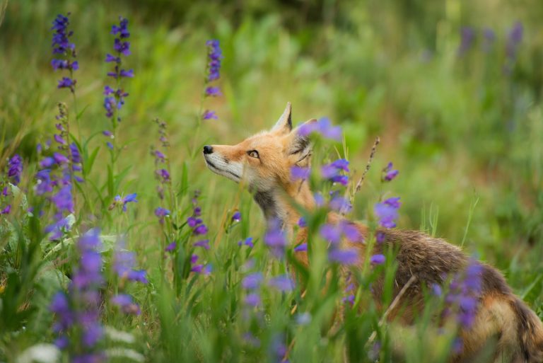 Wisconsin fox kits test positive for highly pathogenic avian influenza