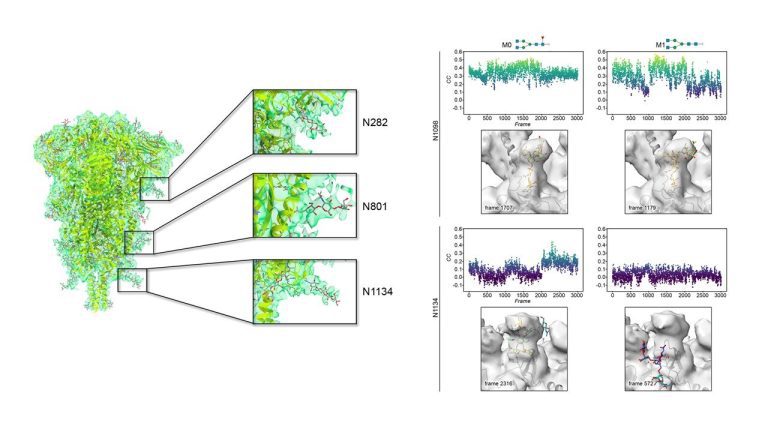 Further insights into the SARS-CoV-2 spike protein glycan shield