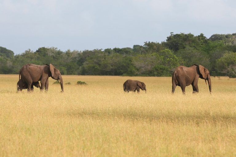 Time to put monetary value on conservation, says Gabon