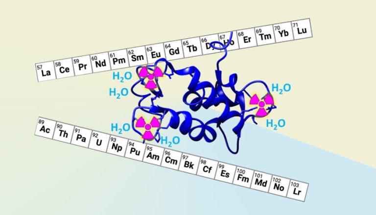 Going beyond Mother Nature’s molecules to target radioactive metals