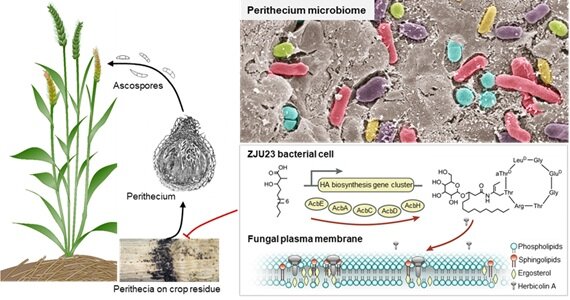 Harnessing functions of microbiota to combat fungal pathogens