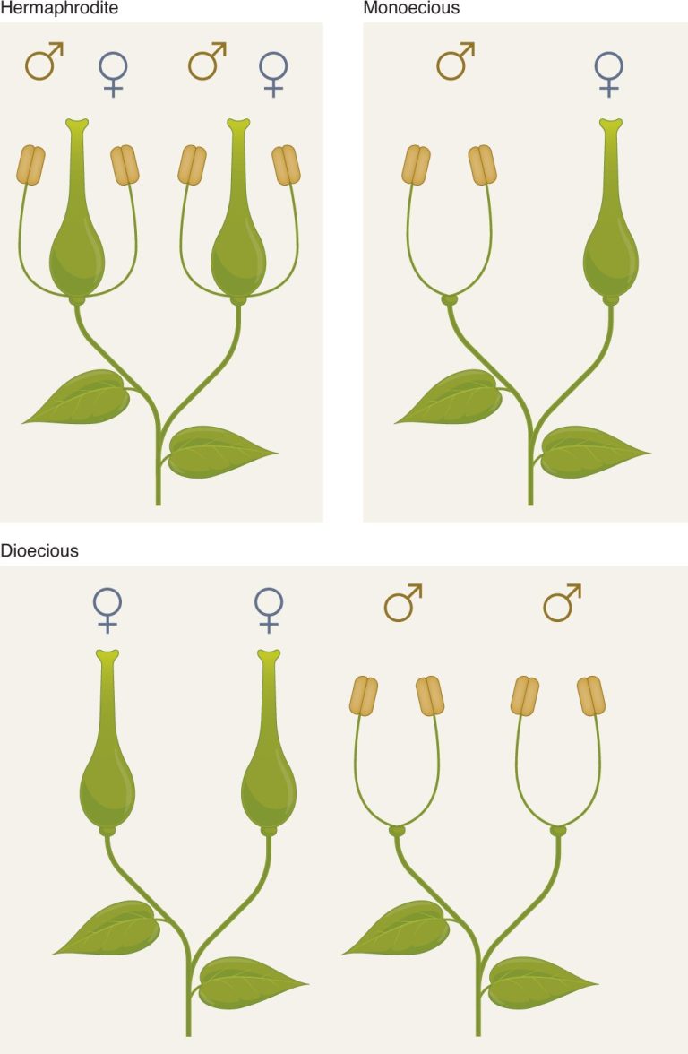 How hybrid plant varieties could address the challenges of food security and climate change