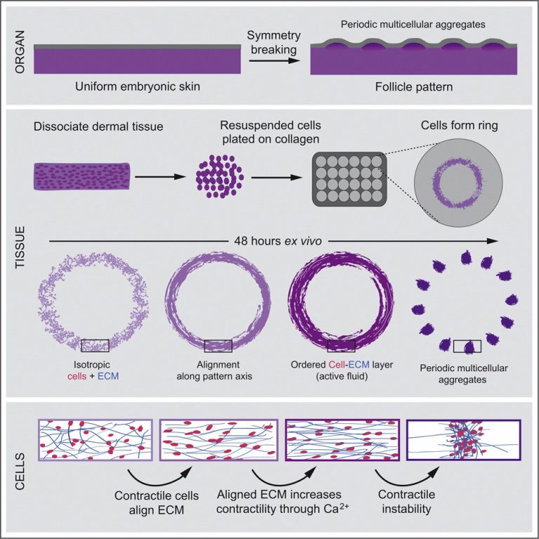 How intricate patterns arise in developing tissues