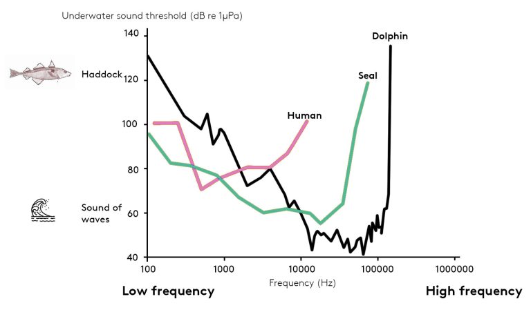 Human or seal? Who has the best underwater hearing?