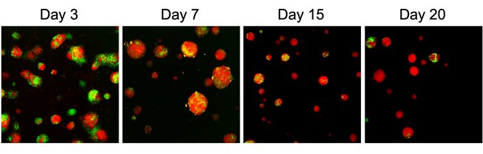 Identifying mechanisms of methylation in stem cells