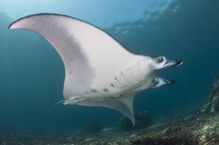 Komodo National Park is home to some of the world’s largest manta ray aggregations, study shows