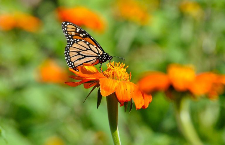 Light pollution can disorient monarch butterflies