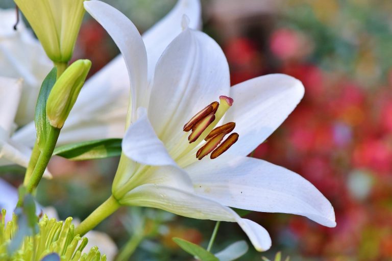 Optical interferometry visualizes how often lilies emit volatile organic compounds