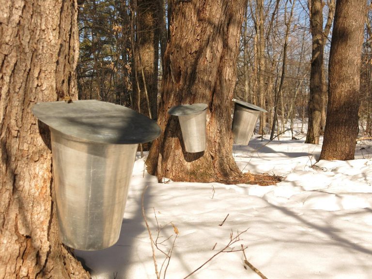 Climate change means uncertain future for maple trees, syrup season