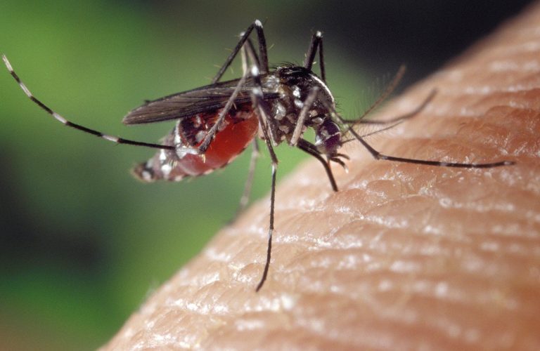 Smartphone app helps locate mosquitoes and combat malaria