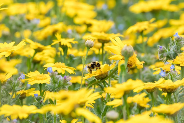 Multiple habitats need protecting to save UK bumblebees, finds 10-year citizen science study