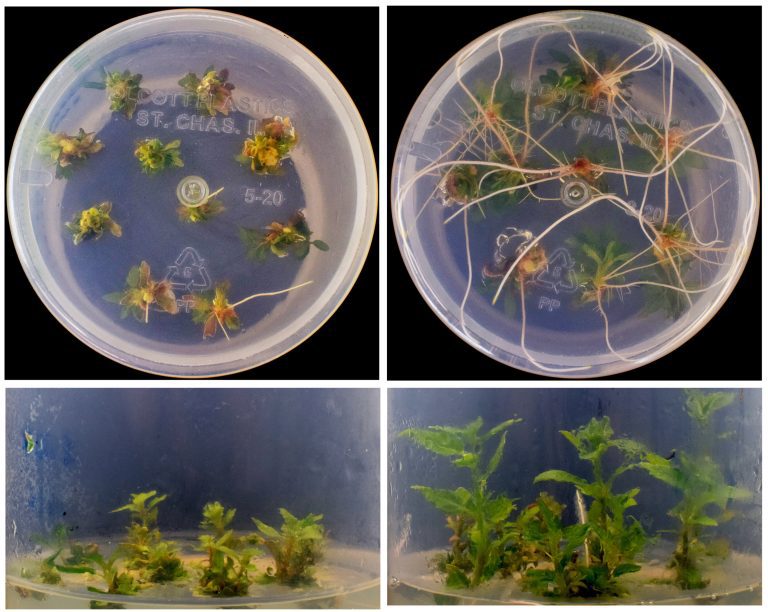 New ‘CRISPR-Combo’ method boosts genome editing power in plants