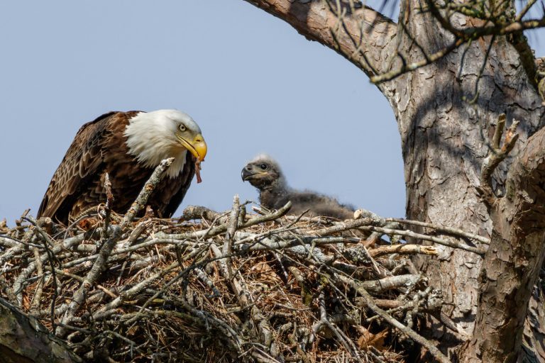 Using data from citizen science to keep wild birds in flight