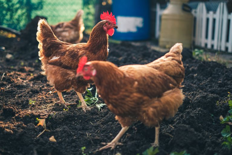 Canadian poultry farmers fearful of avian flu strain