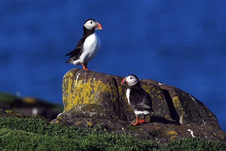 Decline in North Sea puffins causes concern