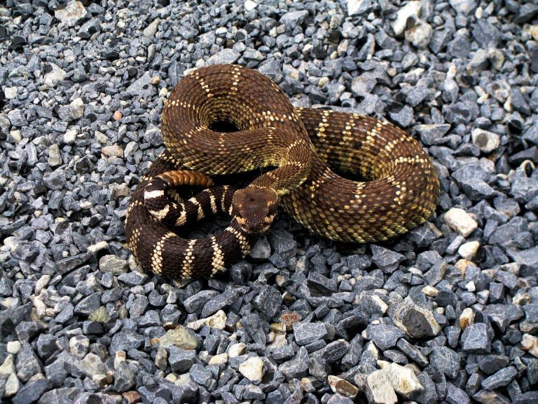 Who may benefit from climate change? Rattlesnakes, study suggests