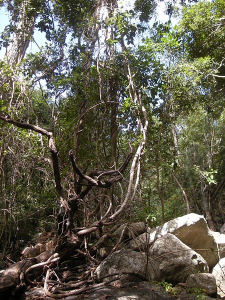 Removing ‘climber’ plants doubles tree growth, and more conservation strategies